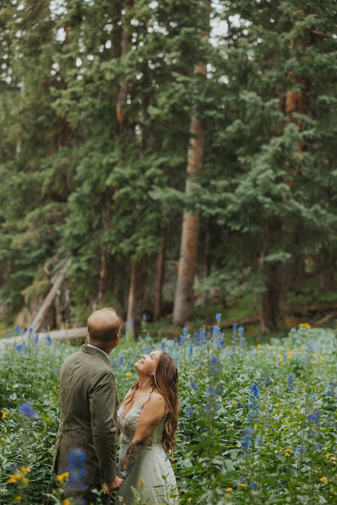 colorado-wildflowers